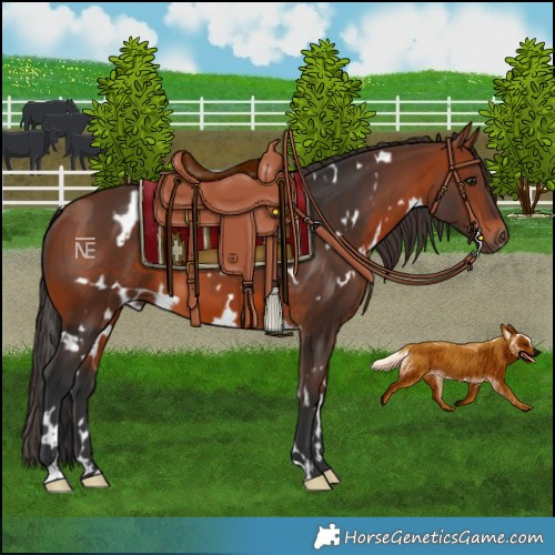 Horse Color:White Spotted Bay 