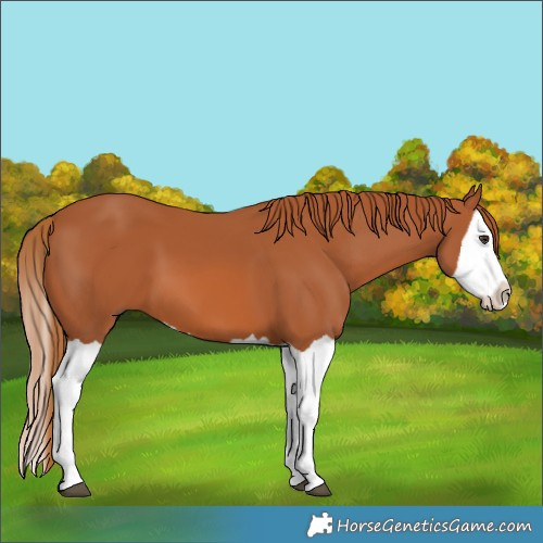 Horse Color:Chestnut Splash