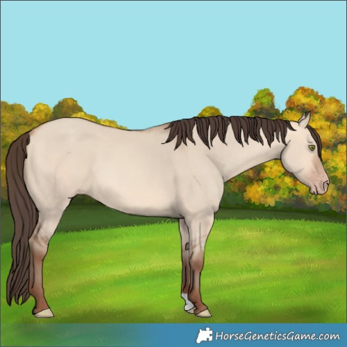Horse Color:Amber Champagne Dun 