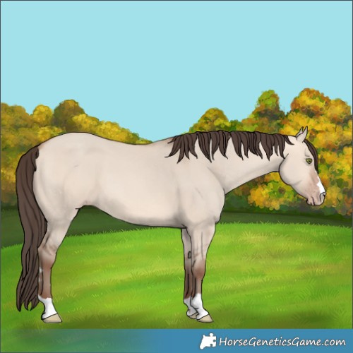Horse Color:Amber Champagne Dun 