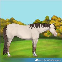 Horse Color:Amber Champagne Dun 
