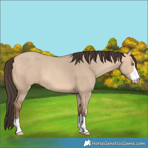 Horse Color:Amber Champagne Dun 