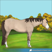 Horse Color:Amber Champagne Dun 