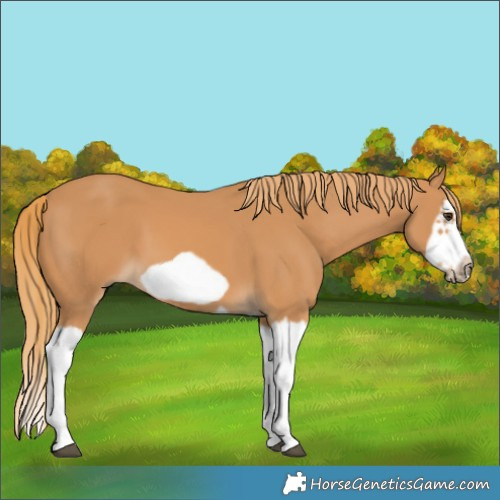 Horse Color:Chestnut Splash Frame 