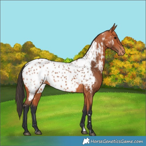 Horse Color:Bay Near Leopard