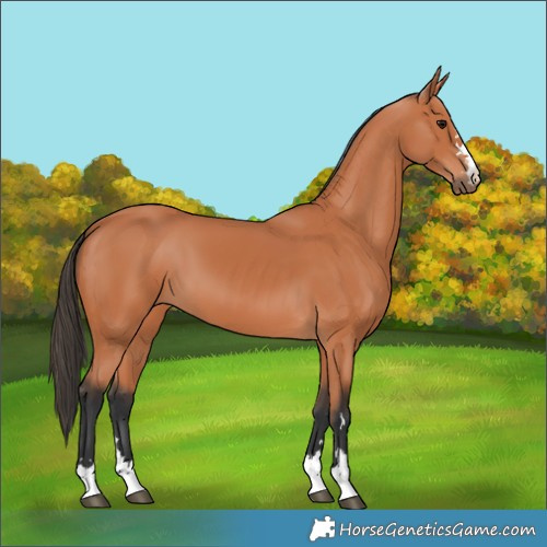 Horse Color:Bay 