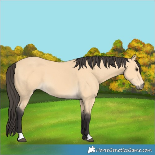 Horse Color:Buckskin
