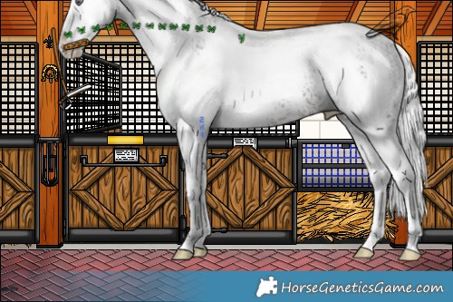 Horse Color:White Spotted Chocolate Silver Black Chinchilla Appaloosa