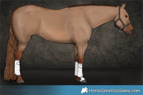 Horse Color:Red Dun