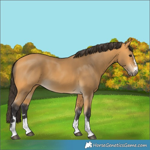 Horse Color:Buckskin 