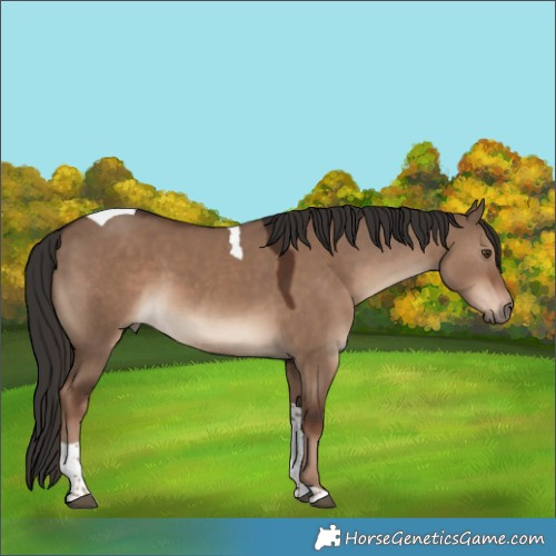 Horse Color:Liver Red Dun Tobiano 