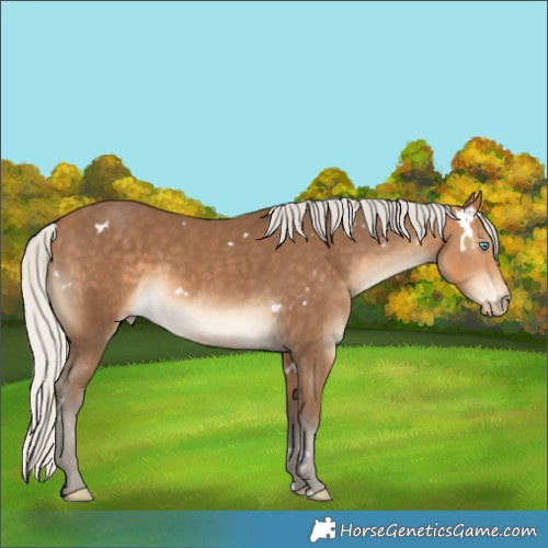 Horse Color:Gray White Spotted Silver Perlino 