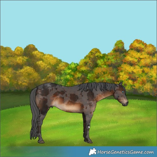 Horse Color:Gray Brown Merle