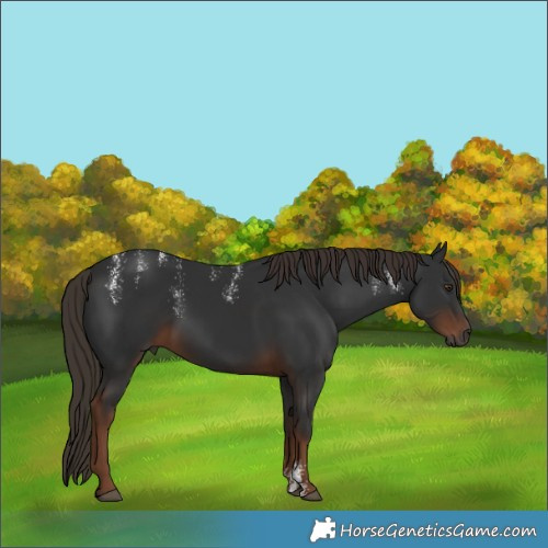 Horse Color:Powder White Gray Liver Chestnut
