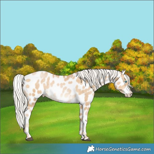 Horse Color:Silver Buckskin Splash Leopard
