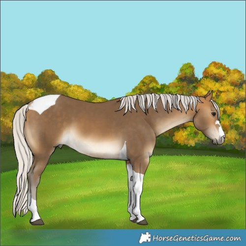 Horse Color:Silver Buckskin Tobiano 