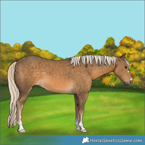 Horse Color:Chocolate Palomino
