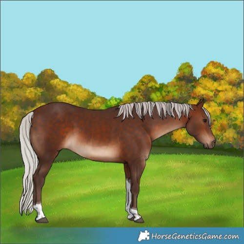 Horse Color:Silver Brown Tobiano 