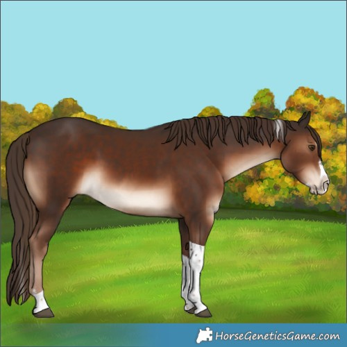 Horse Color:Liver Chestnut Splash Tobiano Rabicano 