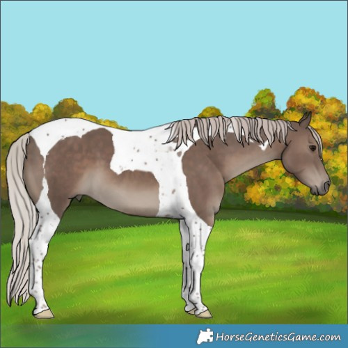 Horse Color:Silver Black Tobiano 
