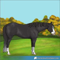 Horse Color:Smoky Black Splash Frame 