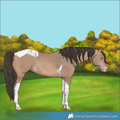 Horse Color:Amber Champagne Tobiano 