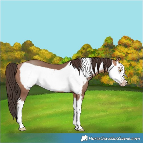 Horse Color:Sable Champagne Sabino Frame 