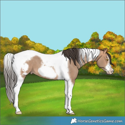 Horse Color:Amber Champagne Tobiano Frame 