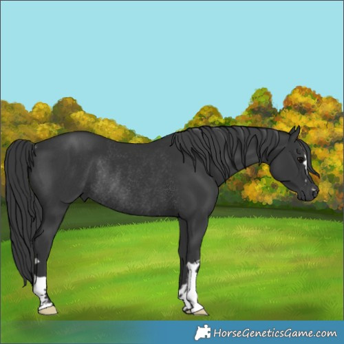 Horse Color:Black Rabicano 