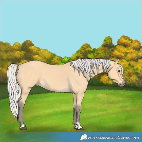 Horse Color:Silver Buckskin 