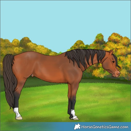 Horse Color:Bay Varnish 