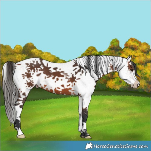 Horse Color:White Spotted Bay 