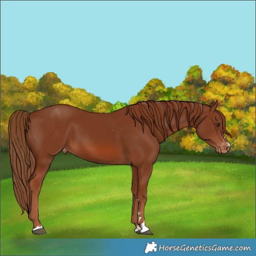Horse Color:Chestnut Varnish 