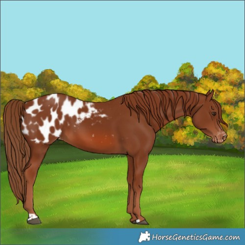 Horse Color:Chestnut Blanket