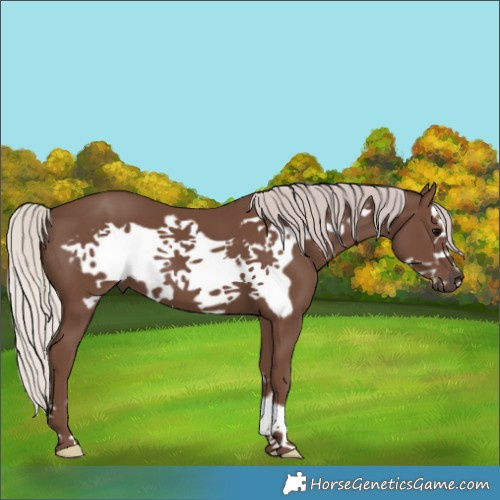 Horse Color:Silver Black Frame 