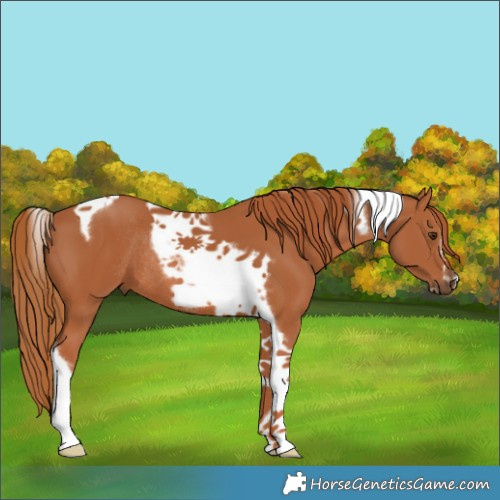 Horse Color:Chestnut Tobiano Frame Rabicano
