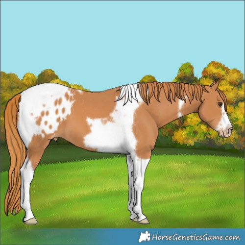 Horse Color:Chestnut Tobiano Frame Blanket