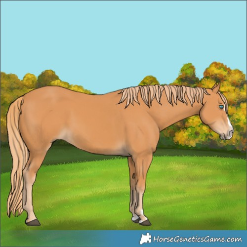 Horse Color:Chestnut Splash