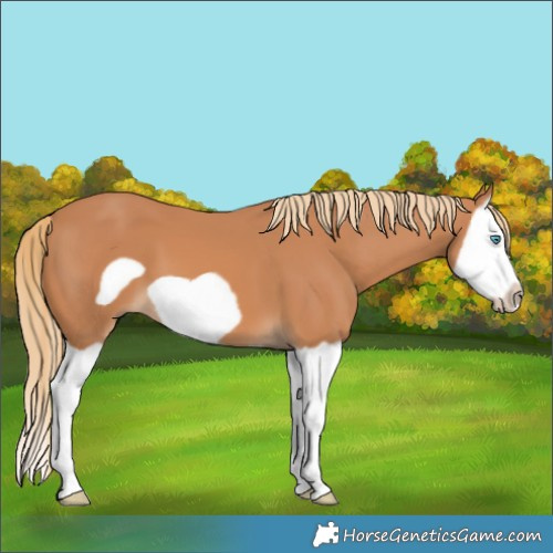 Horse Color:Chestnut Splash Frame
