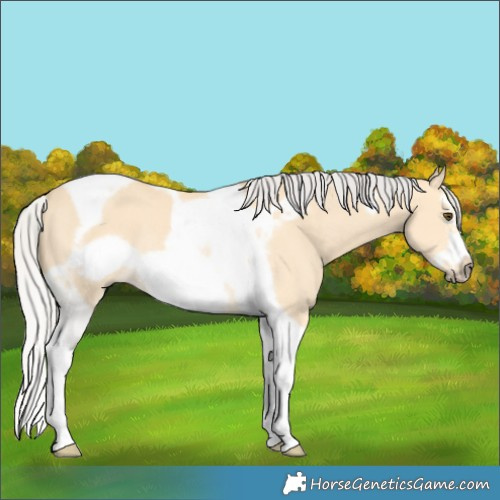 Horse Color:Silver Buckskin Dun Splash Tobiano Frame Rabicano