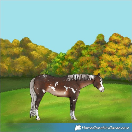Horse Color:White Spotted Silver Brown Splash Appaloosa