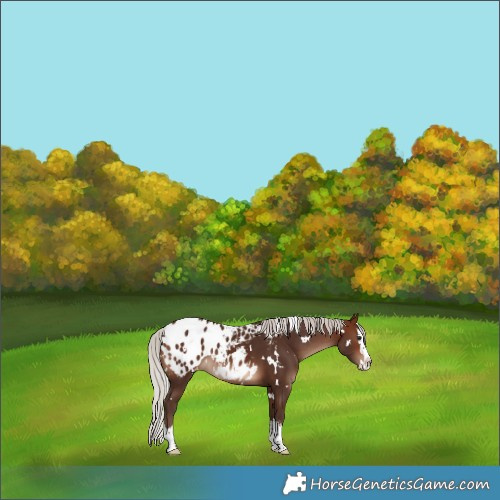 Horse Color:White Spotted Silver Brown Splash Appaloosa 