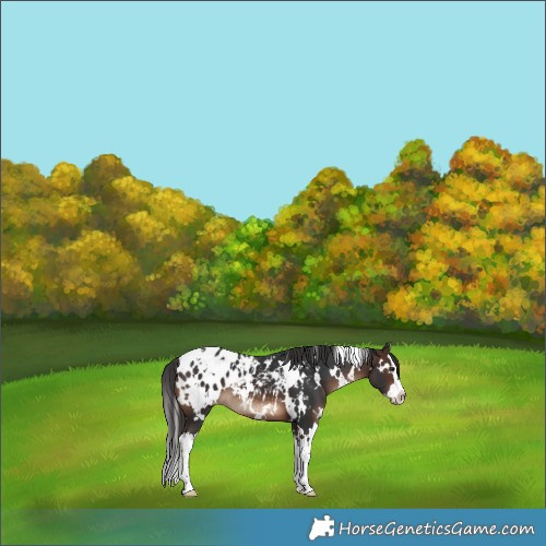 Horse Color:White Spotted Brown Splash Appaloosa 