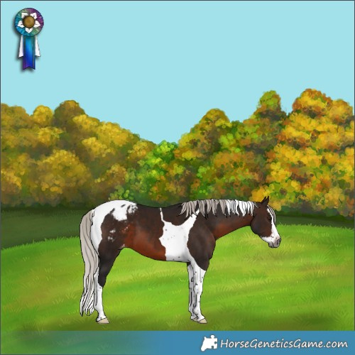 Horse Color:Gray Silver Brown Splash Tobiano Appaloosa