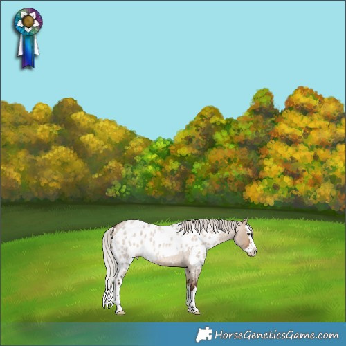 Horse Color:White Spotted Silver Brown Roan Dun Splash Skewed Appaloosa 