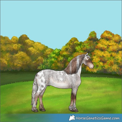 Horse Color:Liver Red Roan Tobiano Skewed Appaloosa