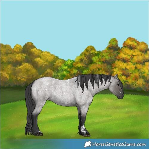 Horse Color:White Spotted Grullo Roan Rabicano
