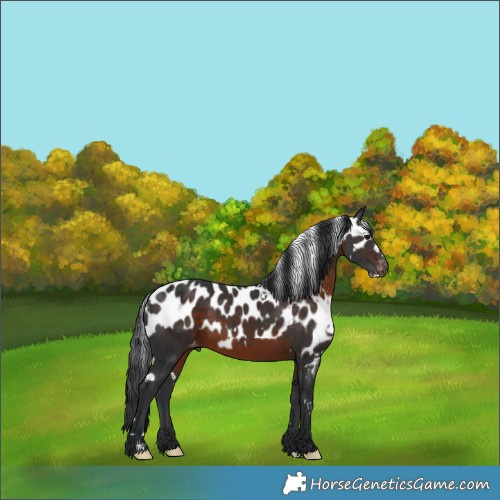 Horse Color:White Spotted Brown Skewed Appaloosa