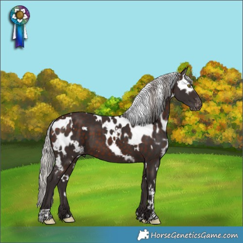 Horse Color:White Spotted Silver Brown Skewed Appaloosa 