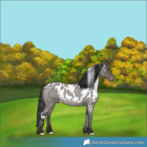 Horse Color:White Spotted Grullo Roan Skewed Appaloosa